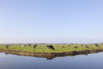 Fototapeta na wymiar black and white cows in green dutch meadow near Vinkeveen