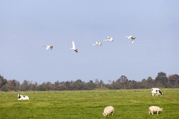 Fototapeta na wymiar swans fly over green meadow with sheep and cows in holland