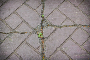 Obraz premium Crack asphalt on the street, texture and background.