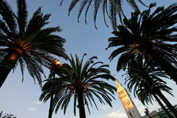Fototapeta na wymiar clock tower n palm-trees
