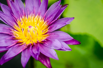 Pollen of lotus flower