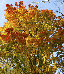 Different views of autumn scenery