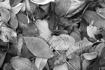 Different views of autumn scenery