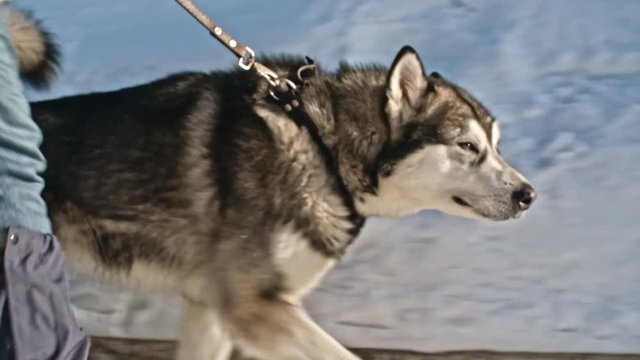 Side view of beautiful husky dog walking at winder day with his owner