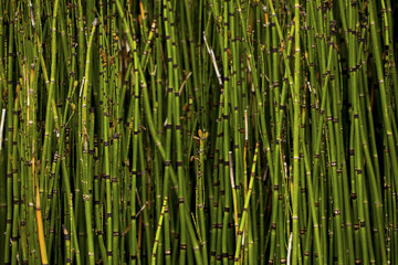 Equisetum hyemale, commonly known as rough horsetail, scouring rush, and in South Africa as snake grass