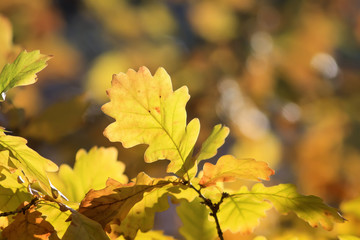 bright yellow oak leaves on a background of autumn Park