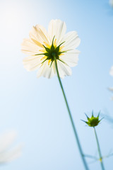 white cosmos flower shooting from the bottom side with vintage color tone