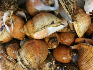 sea snails market