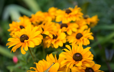 Black-eyed Susans