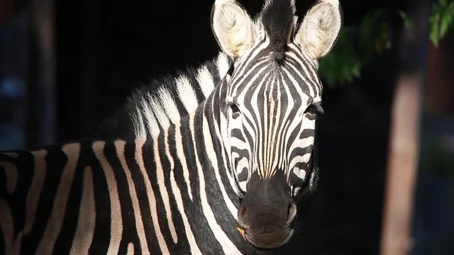 zebra portrait