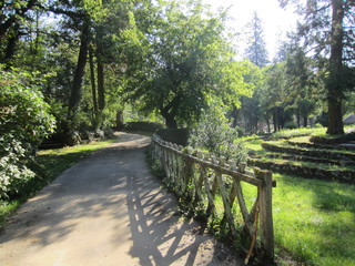 Fototapeta premium bosco