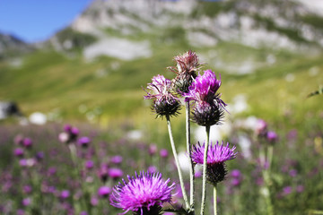 Fototapeta premium fiori di montagna