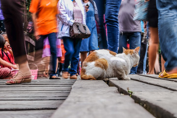 Sleeping cat