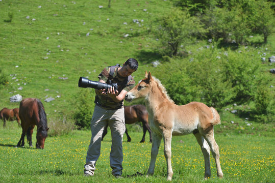 Photographer showing the picture on camera to a little foal in green mountain enviroment