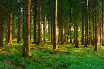 Spruce Tree Forest in the Warm Light of the Setting Sun