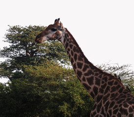 Portrait of giraffe, Bandia national reserve, Senegal