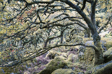 Fototapeta premium Spooky forest background with stunted, moss-covered trees and rocks