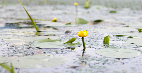 On the pond nenuphar blossom. Side view