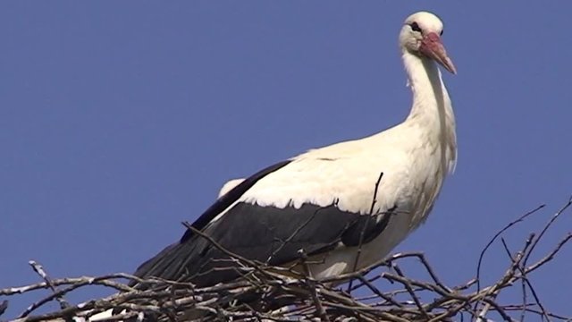 Ein Wei&szlig;storch fliegt vom Nest ab und einer bleibt zur&uuml;ck (Gro&szlig;aufnahme)