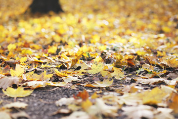 autumn leaves