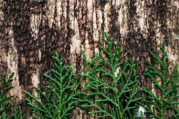 Christmas tree on wooden background