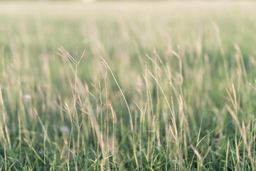  background by the fresh grass.