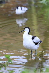 Wading bird, pied avocet, (Recurvirostra avosetta)