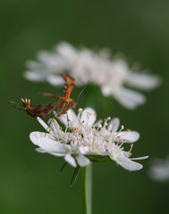 Plume moth