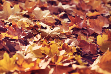 autumn leaves