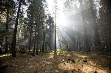forest sunrays