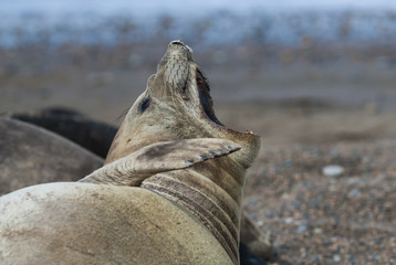 Obraz premium South Atlantic Elephant Seal