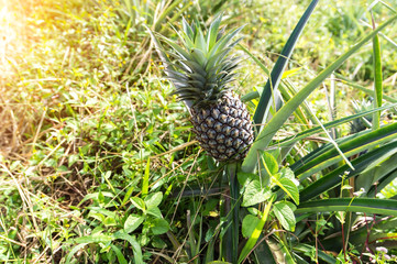 Pineapples are grown in Prachuap Khiri Khan Thailand.