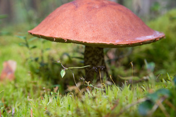 boletus macro