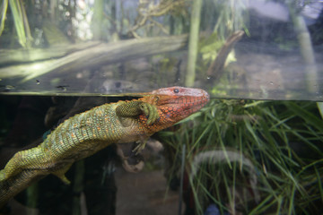 swimming iguana