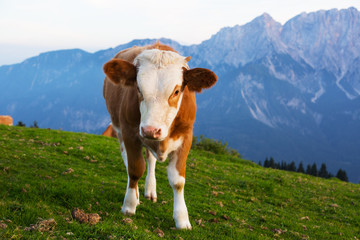 Fototapeta na wymiar Little cow calf on a background of mountains, Alps