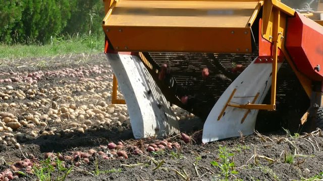 Harvesting potatoes with machinery on field, picking and transporting to the warehouse