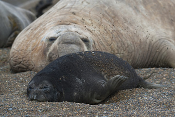 Fototapeta premium South Atlantic Elephant Seal