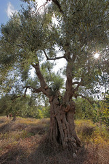 olive trees