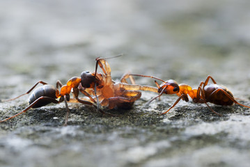 Große Waldameisen mit Spinne