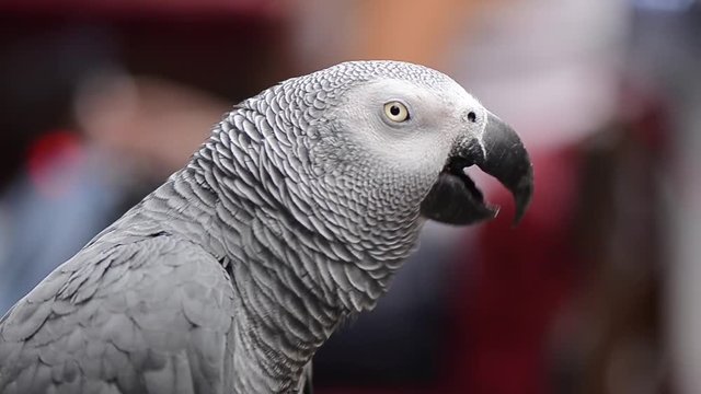 Congo African Grey Parrot singing on street  (Psittacus erithacus erithacus)