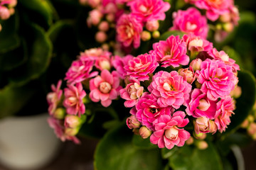 Kalanchoe