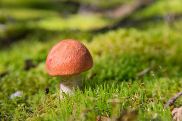 Boletus small..