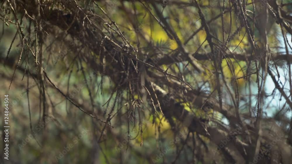 Poster tree branch without leaves. fall in autumn in the forest. close up details amazing nature nature. wi