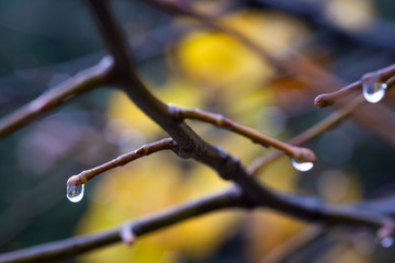 Gocce d’acqua sui rami spogli di un albero dopo la pioggia