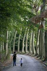 trees n road n jack