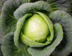 Top view of cabbage vegetable
