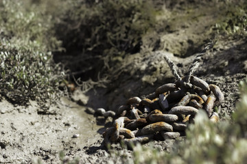 Rusty chain