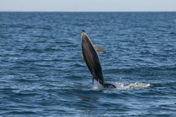 Dusky dolphin