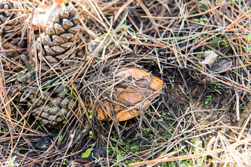 Small edible mushroom greasers under forest needles.