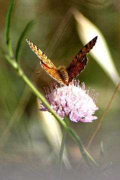 farfallina